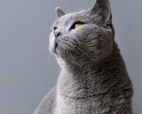 Специальное предложение Проживание с питомцами